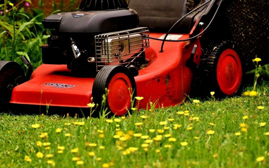 maintain your lawn this summer